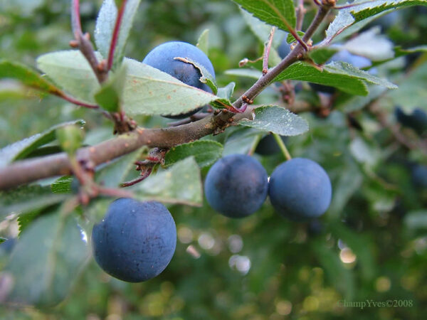 Prunus spinosa - Sloe, Blackthorn, Wilplum, Wild Cherry, Abrunheiro - Image 13