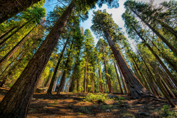 Sequoiadendron giganteum - Sequoia Gigantea, Giant Sequoia, Giant Redwood, Wellingtonia Gigantea