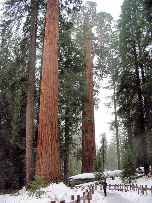 Sequoiadendron giganteum - Sequoia Gigantea, Giant Sequoia, Giant Redwood, Wellingtonia Gigantea - Image 4