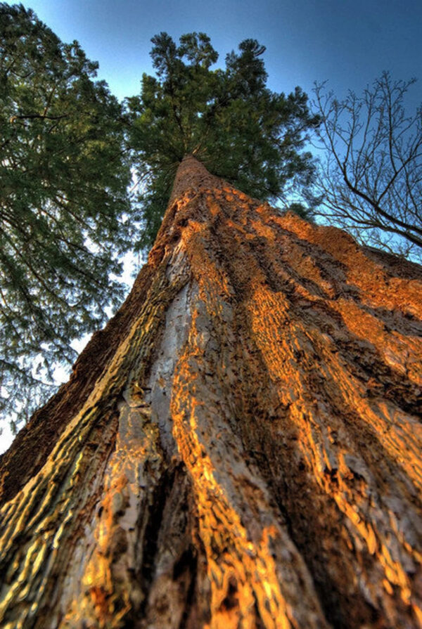 Sequoiadendron giganteum - Sequoia Gigantea, Giant Sequoia, Giant Redwood, Wellingtonia Gigantea - Image 5