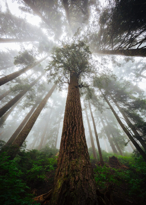 Sequoiadendron giganteum - Sequoia Gigantea, Giant Sequoia, Giant Redwood, Wellingtonia Gigantea - Image 8