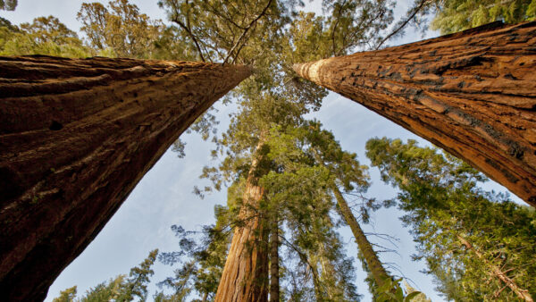 Sequoiadendron giganteum - Sequoia Gigantea, Giant Sequoia, Giant Redwood, Wellingtonia Gigantea - Image 15