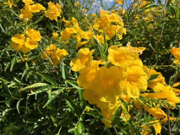 Tecoma stans / Stenolobium stans / Bignonia frutescens / Gelseminum stans - Yellow Trumpetbush, Yellow Bells, Yellow Trumpet Flower, Yellow Elder, Ginger-Thomas