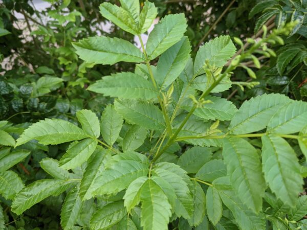 Tecoma stans / Stenolobium stans / Bignonia frutescens / Gelseminum stans - Yellow Trumpetbush, Yellow Bells, Yellow Trumpet Flower, Yellow Elder, Ginger-Thomas - Image 3