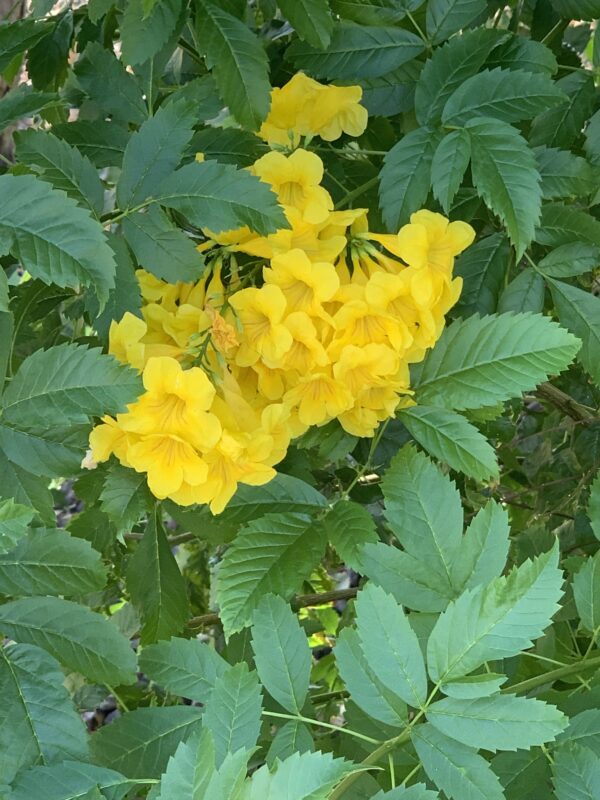 Tecoma stans / Stenolobium stans / Bignonia frutescens / Gelseminum stans - Yellow Trumpetbush, Yellow Bells, Yellow Trumpet Flower, Yellow Elder, Ginger-Thomas - Image 6