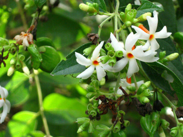 Nyctanthes arbor-tristis - Night-Flowering Jasmine, Jasmim Of The Night, Tree Of Sadness, Parijat, Tree of - Image 8