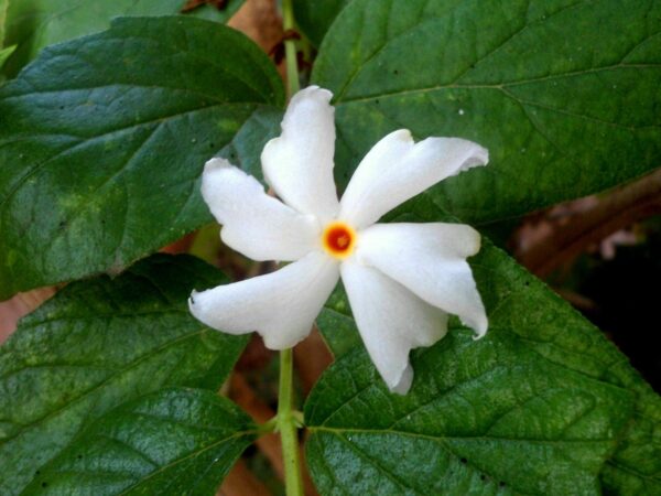 Nyctanthes arbor-tristis - Night-Flowering Jasmine, Jasmim Of The Night, Tree Of Sadness, Parijat, Tree of - Image 9