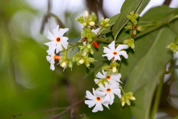 Nyctanthes arbor-tristis - Night-Flowering Jasmine, Jasmim Of The Night, Tree Of Sadness, Parijat, Tree of - Image 12