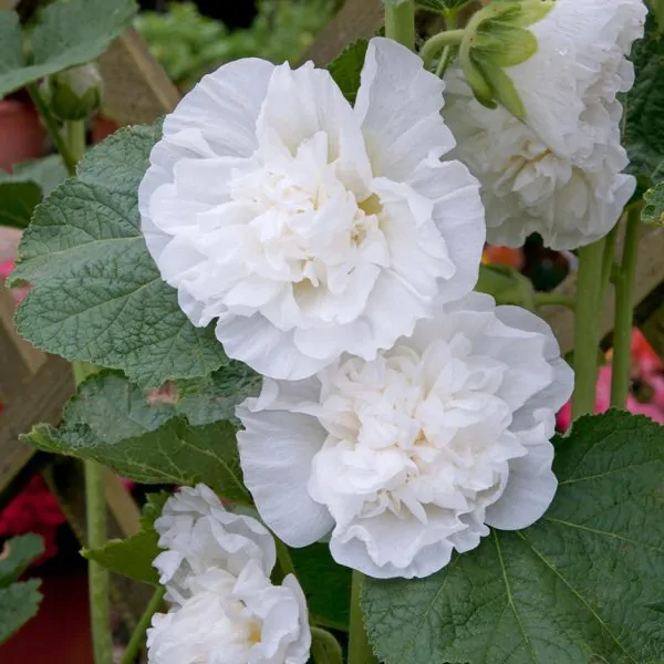 Alcea Rosea Chaters Double White - Alcea, Atléia, Royal Malva, Malvaisco, Hollyhock