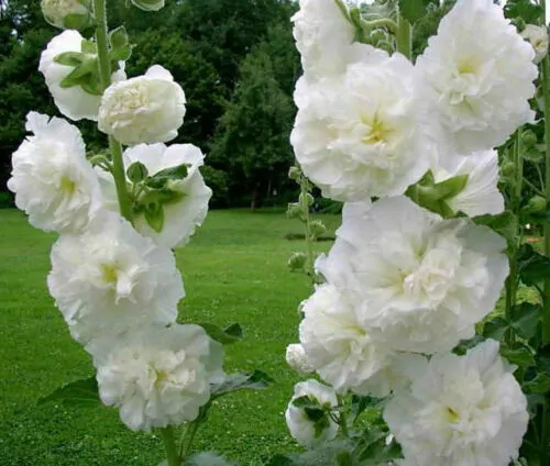 Alcea Rosea Chaters Double White - Alcea, Atléia, Royal Malva, Malvaisco, Hollyhock - Image 2