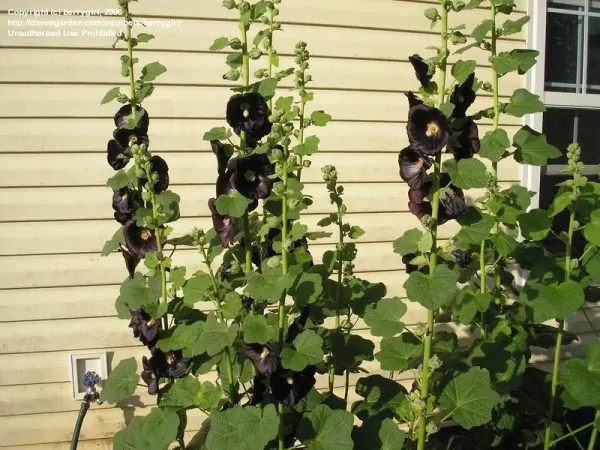 Alcea rosea Nigra - Hollyhock