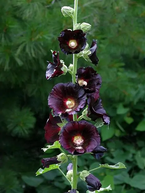 Alcea rosea Nigra - Hollyhock - Image 3