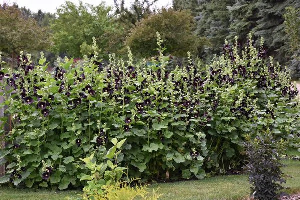 Alcea rosea Nigra - Hollyhock - Image 6