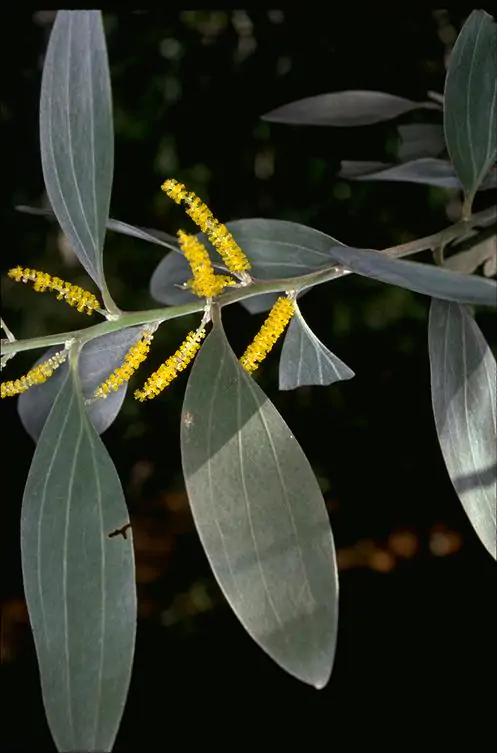 Acacia holosericea - Soapbush Wattle, Strap Wattle, Candelabra Wattle, Silver Wattle - Image 6