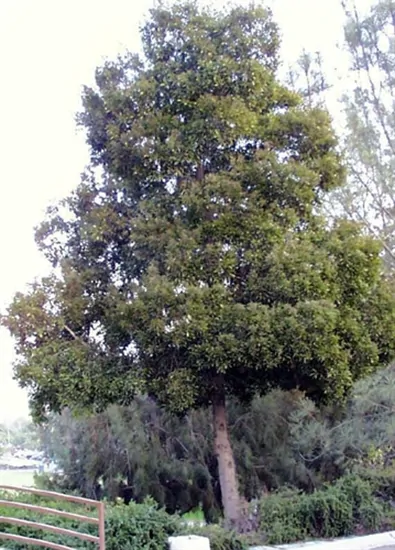 Acacia melanoxylon - Australian Blackwood - Image 2