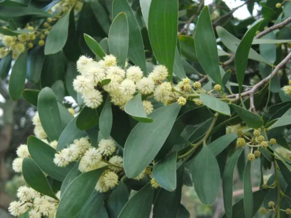 Acacia melanoxylon - Australian Blackwood - Image 3