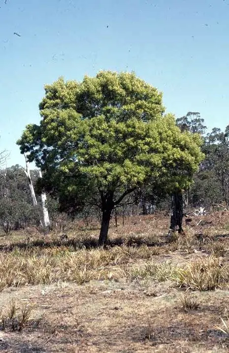 Acacia melanoxylon - Australian Blackwood - Image 5