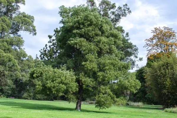 Acacia melanoxylon - Australian Blackwood - Image 6