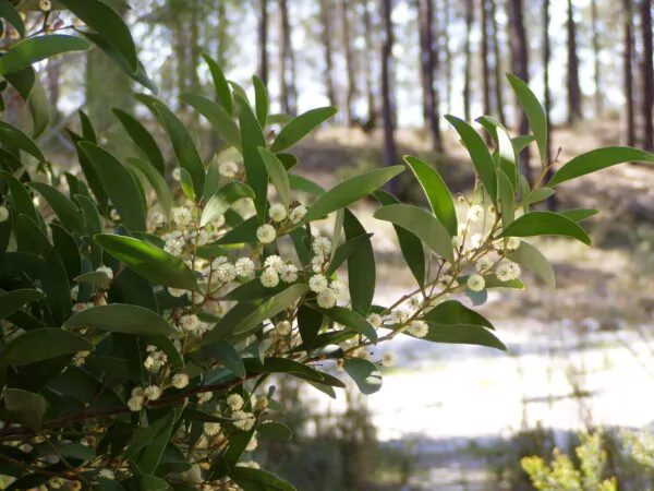 Acacia melanoxylon - Australian Blackwood - Image 7