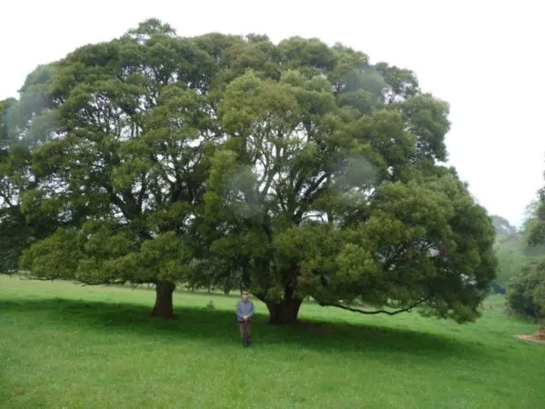 Acacia melanoxylon - Australian Blackwood - Image 8