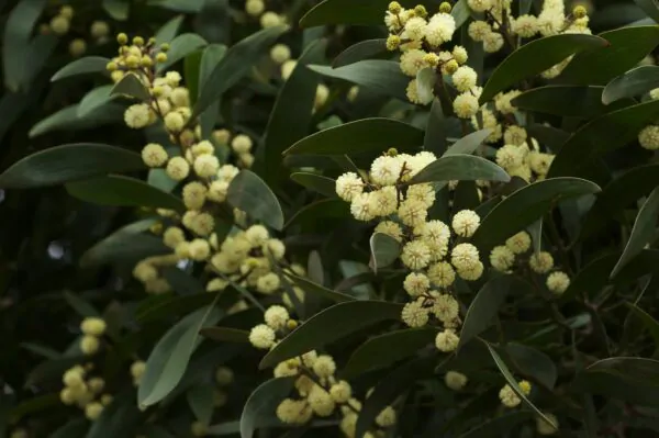 Acacia melanoxylon - Australian Blackwood - Image 9