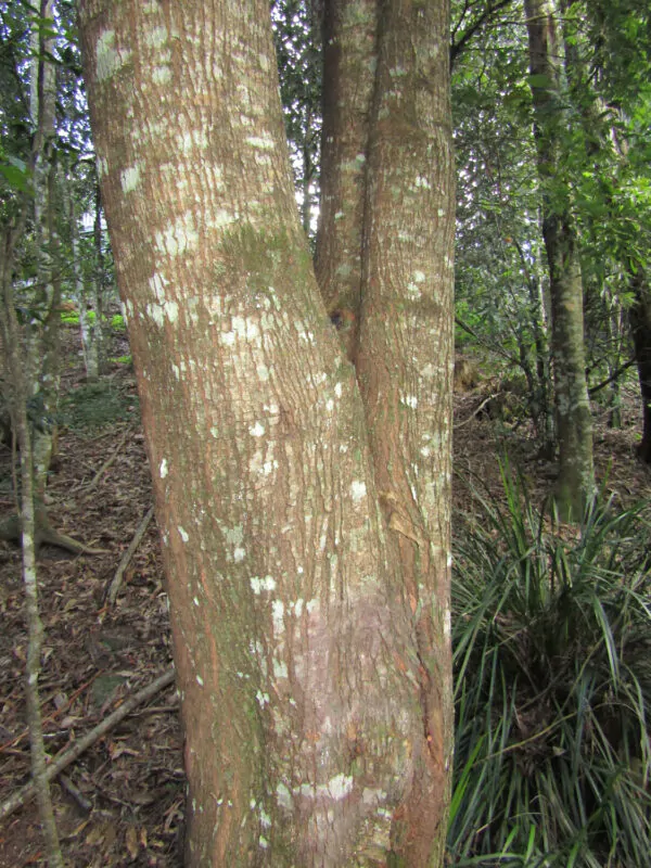 Acacia melanoxylon - Australian Blackwood - Image 10