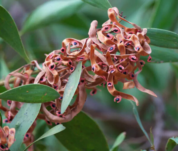 Acacia melanoxylon - Australian Blackwood - Image 11