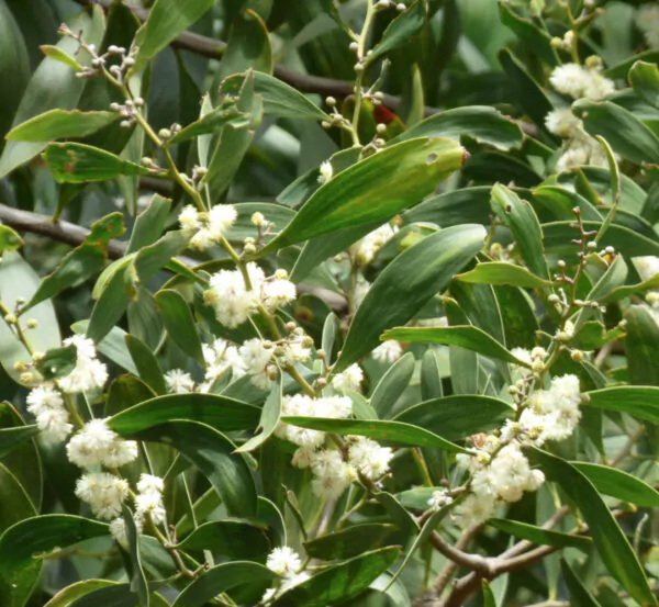 Acacia melanoxylon - Australian Blackwood