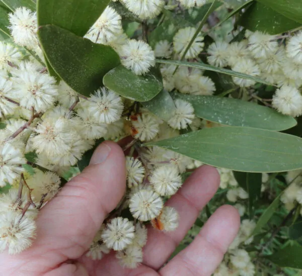 Acacia melanoxylon - Australian Blackwood - Image 12