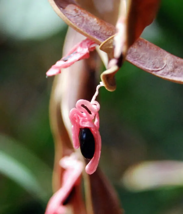 Acacia melanoxylon - Australian Blackwood - Image 14