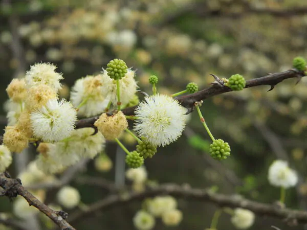 Acacia planifrons - Umbrella thorn