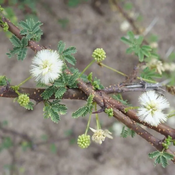 Acacia planifrons - Umbrella thorn - Image 2