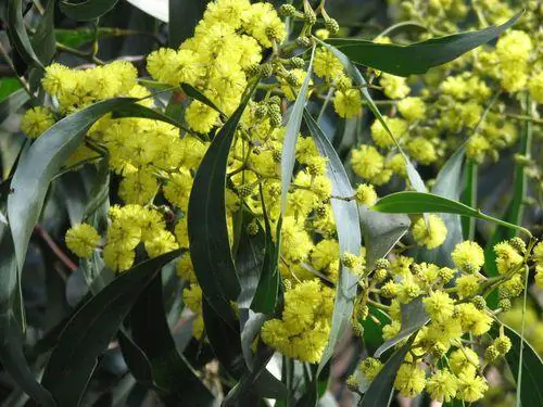 Acacia planifrons - Umbrella thorn - Image 3