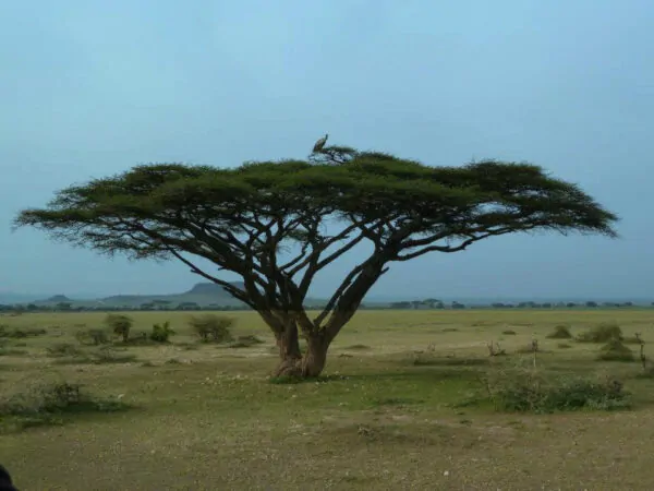 Acacia planifrons - Umbrella thorn - Image 4