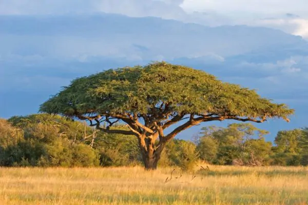 Acacia planifrons - Umbrella thorn - Image 5