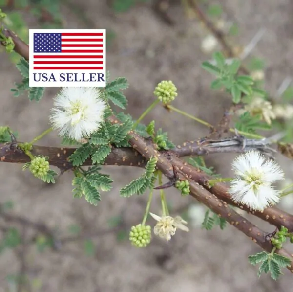 Acacia planifrons - Umbrella thorn - Image 6