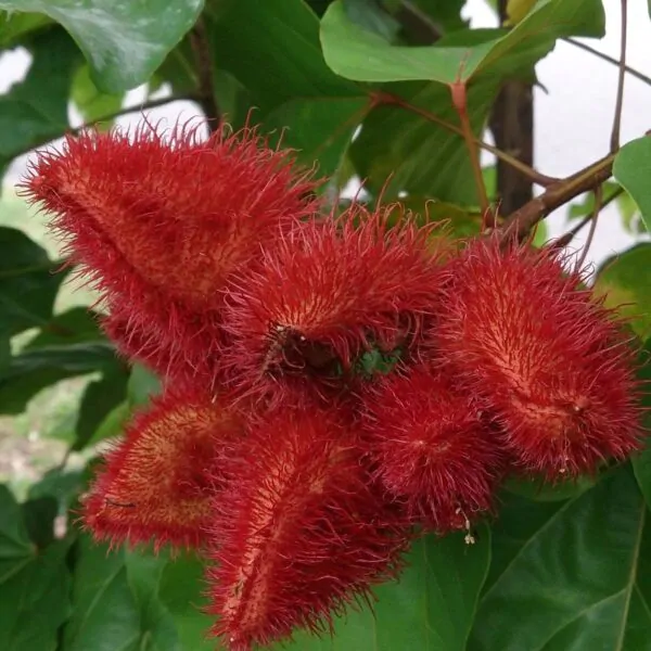 Bixa orellana - Achiote, Annatto - Image 4