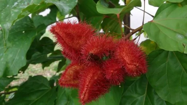 Bixa orellana - Achiote, Annatto - Image 9