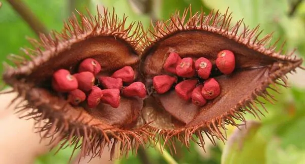 Bixa orellana - Achiote, Annatto - Image 13