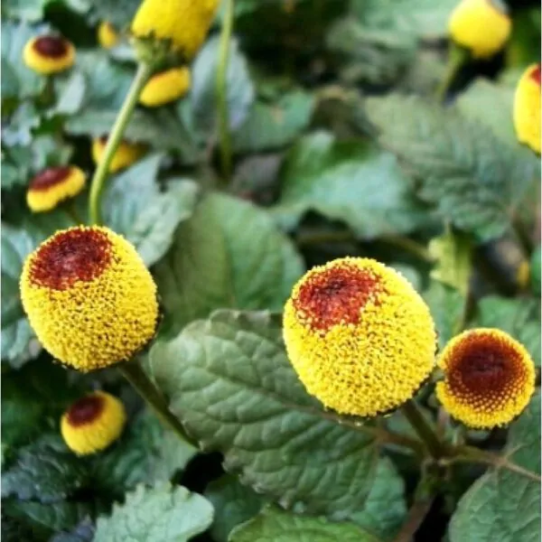 Acmella oleracea - Jambu, Electric Daisy, Paracress,Toothache Plant