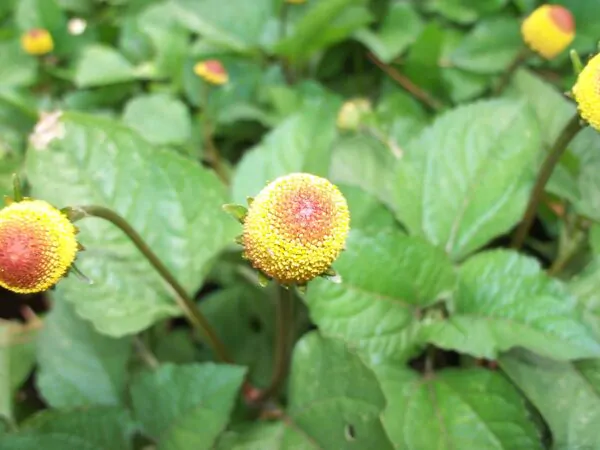 Acmella oleracea - Jambu, Electric Daisy, Paracress,Toothache Plant - Image 2