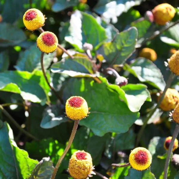 Acmella oleracea - Jambu, Electric Daisy, Paracress,Toothache Plant - Image 3