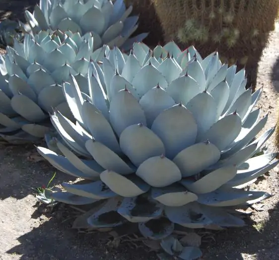 Agave parryi subsp. parryi - Parrys Agave