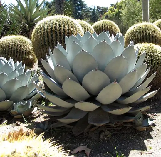 Agave parryi subsp. parryi - Parrys Agave - Image 2