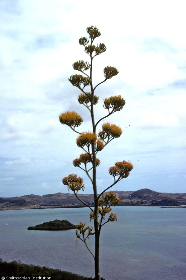 Agave parryi subsp. parryi - Parrys Agave - Image 3