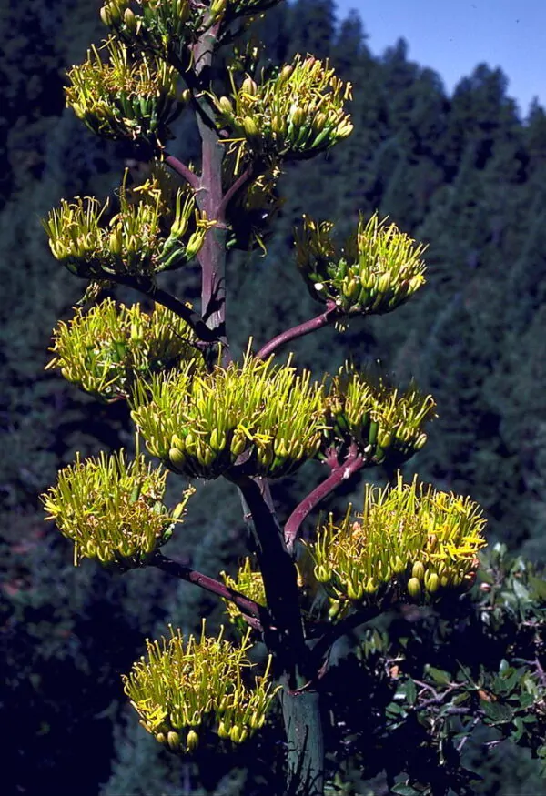 Agave parryi subsp. parryi - Parrys Agave - Image 4