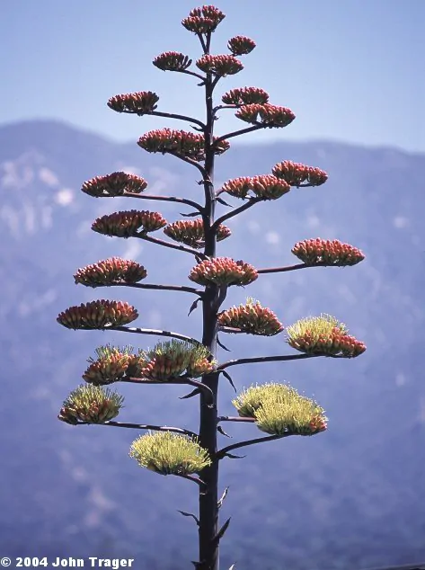 Agave parryi subsp. parryi - Parrys Agave - Image 7