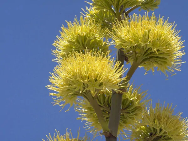 Agave parryi subsp. parryi - Parrys Agave - Image 8