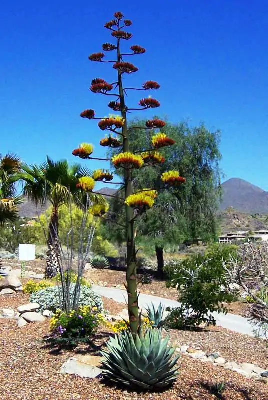 Agave parryi subsp. parryi - Parrys Agave - Image 9