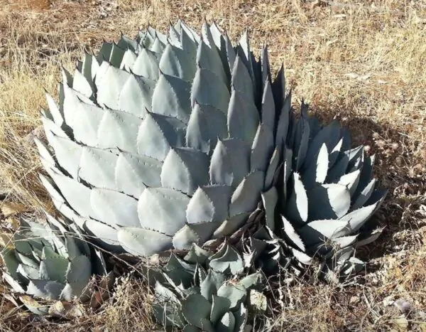 Agave parryi subsp. parryi - Parrys Agave - Image 10